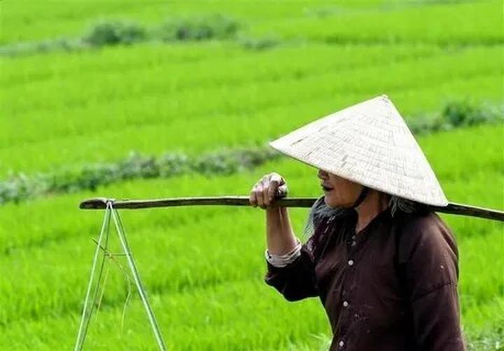 Xu hướng Mua váy hoa mà không biết 4: Hotspot Matrix tiết lộ bí quyết video viral
